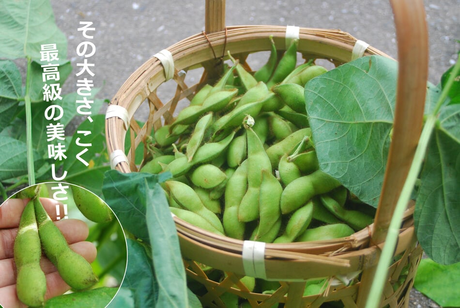 丹波黒枝豆黒豆枝豆の通販ページ/丹波篠山特産品専門店 篠山食料品