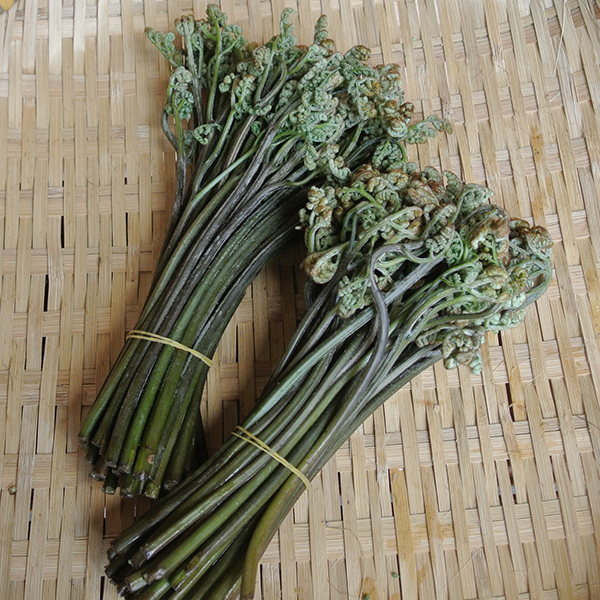 山菜 わらび